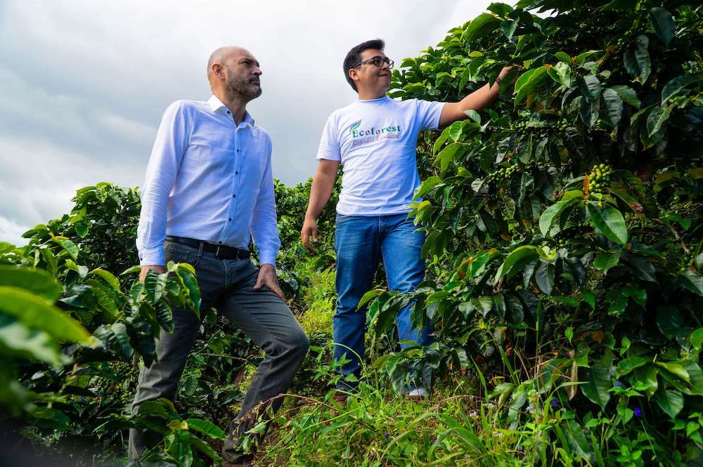 Kaffee Anbaugebiet von Novell in Peru