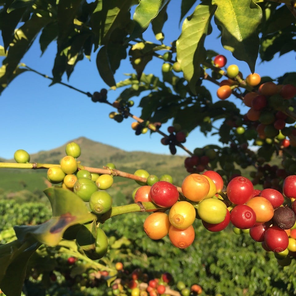 roastmarket wittmann brasilien decaf roastmarket wittmann brasilien decaf