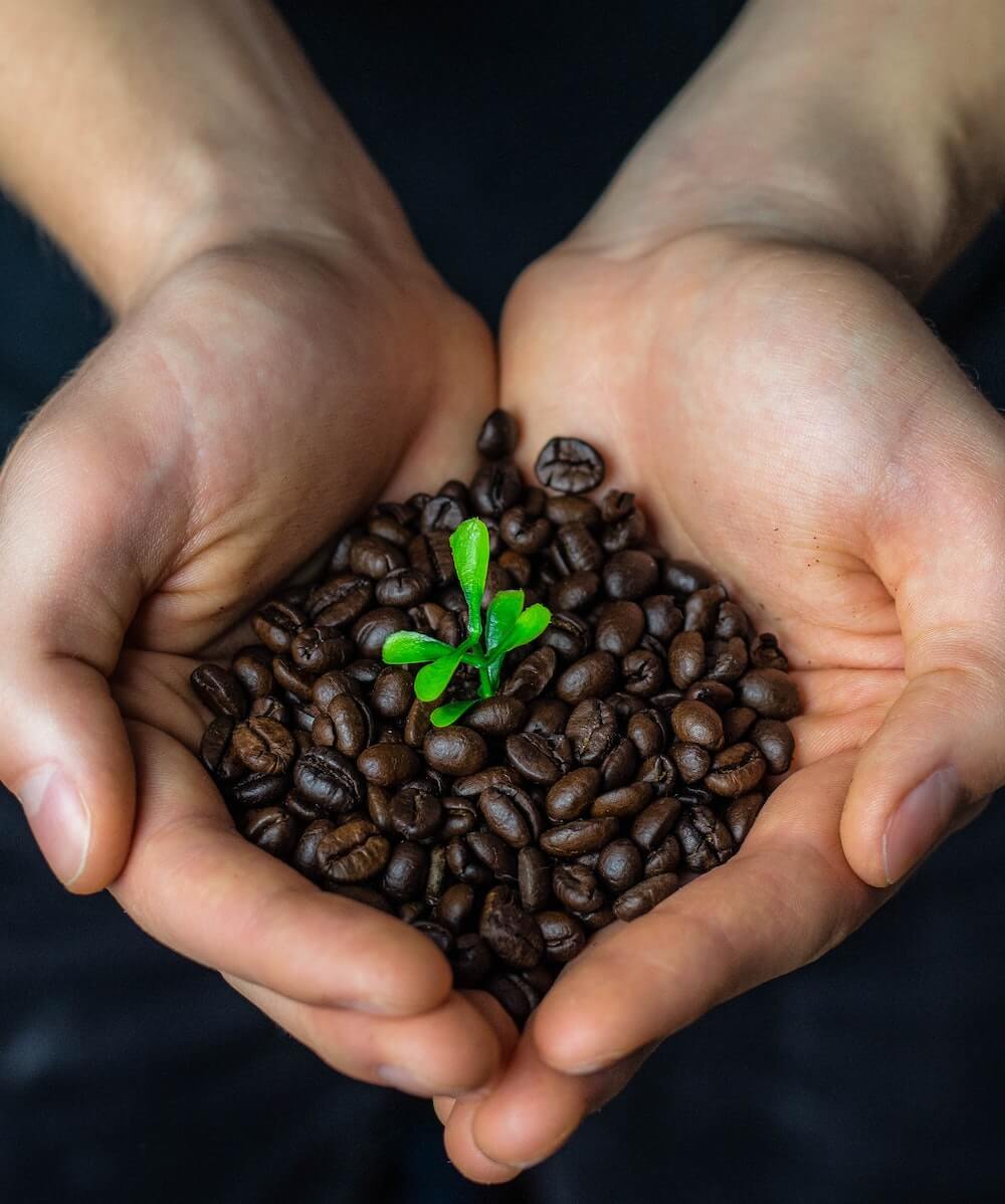 Bio Kaffeebohnen aus der Mainzer Kaffeemanufaktur Bio Kaffeebohnen aus der Mainzer Kaffeemanufaktur