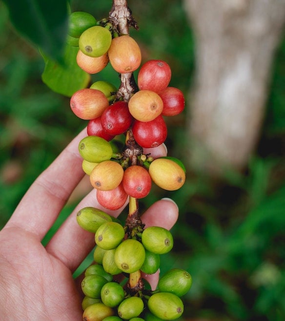 Bio Kaffee entkoffeiniert als Kaffeekirsche Bio Kaffee entkoffeiniert als Kaffeekirsche