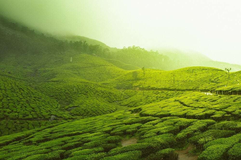 Teegarten in Indien