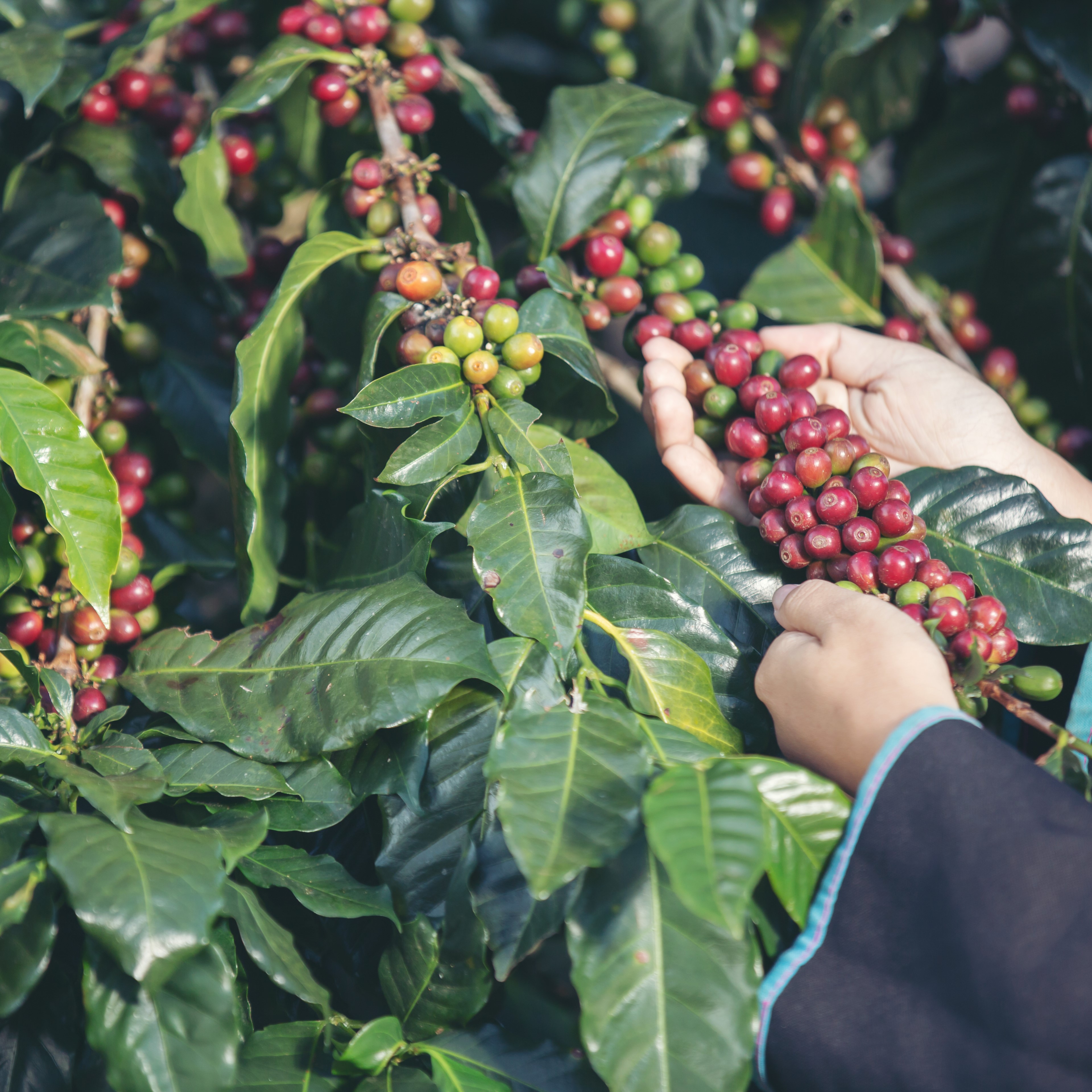 roastmarket wittmann honduras roastmarket wittmann honduras