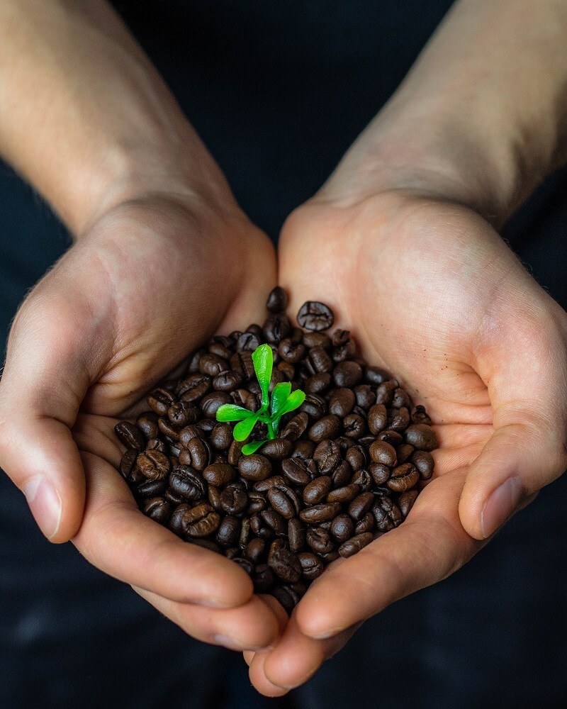 Kaffeebohnen Bio Fairtrade