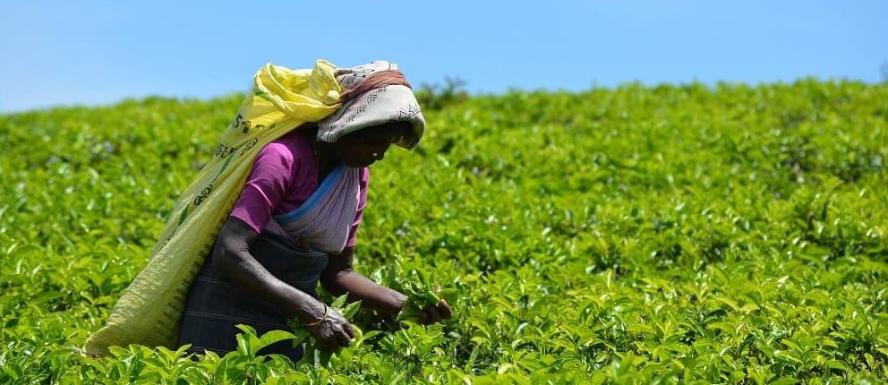 Teeplantage Anbau Fairtrade