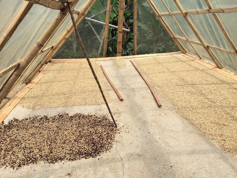 Monsooned Malabar Rohbohnen werden beim Monsooning getrocknet (2)