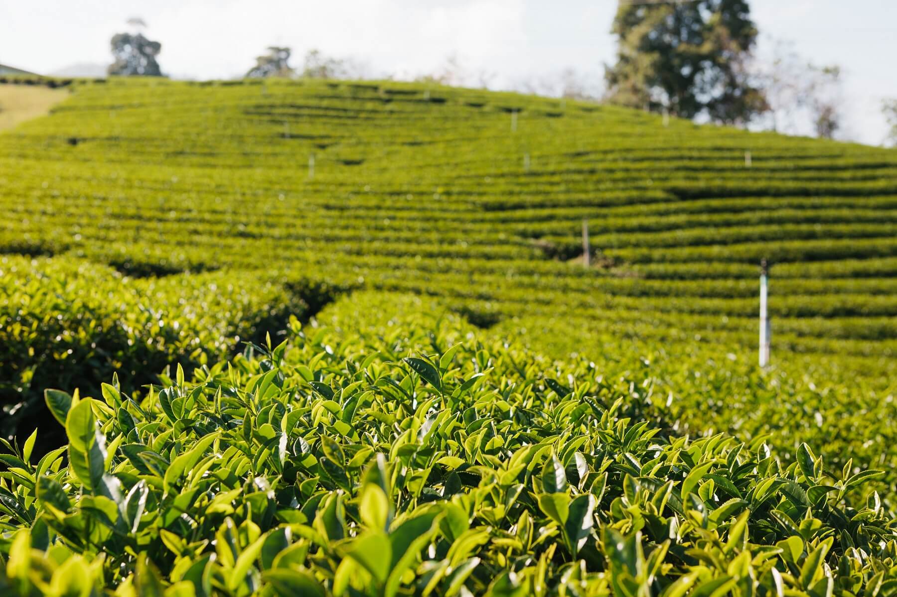 Teeplantage
