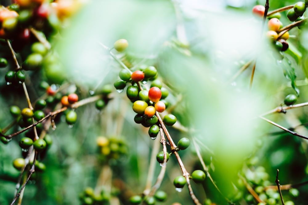 Bio-Kaffee Kaffeekirschen