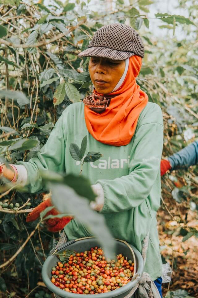Ernte von Fairtrade-Kaffee