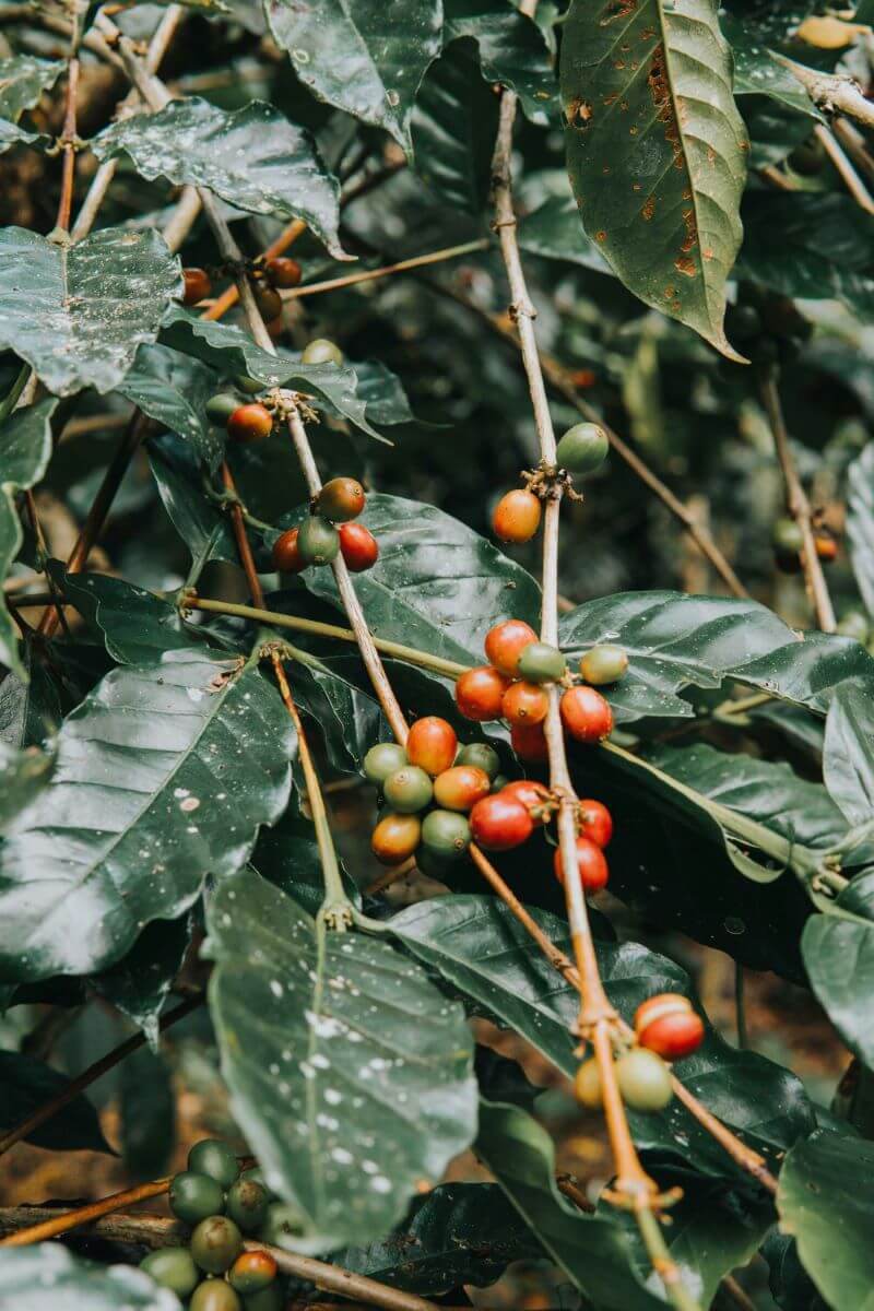 Kaffeekirschen von Bio-Kaffee