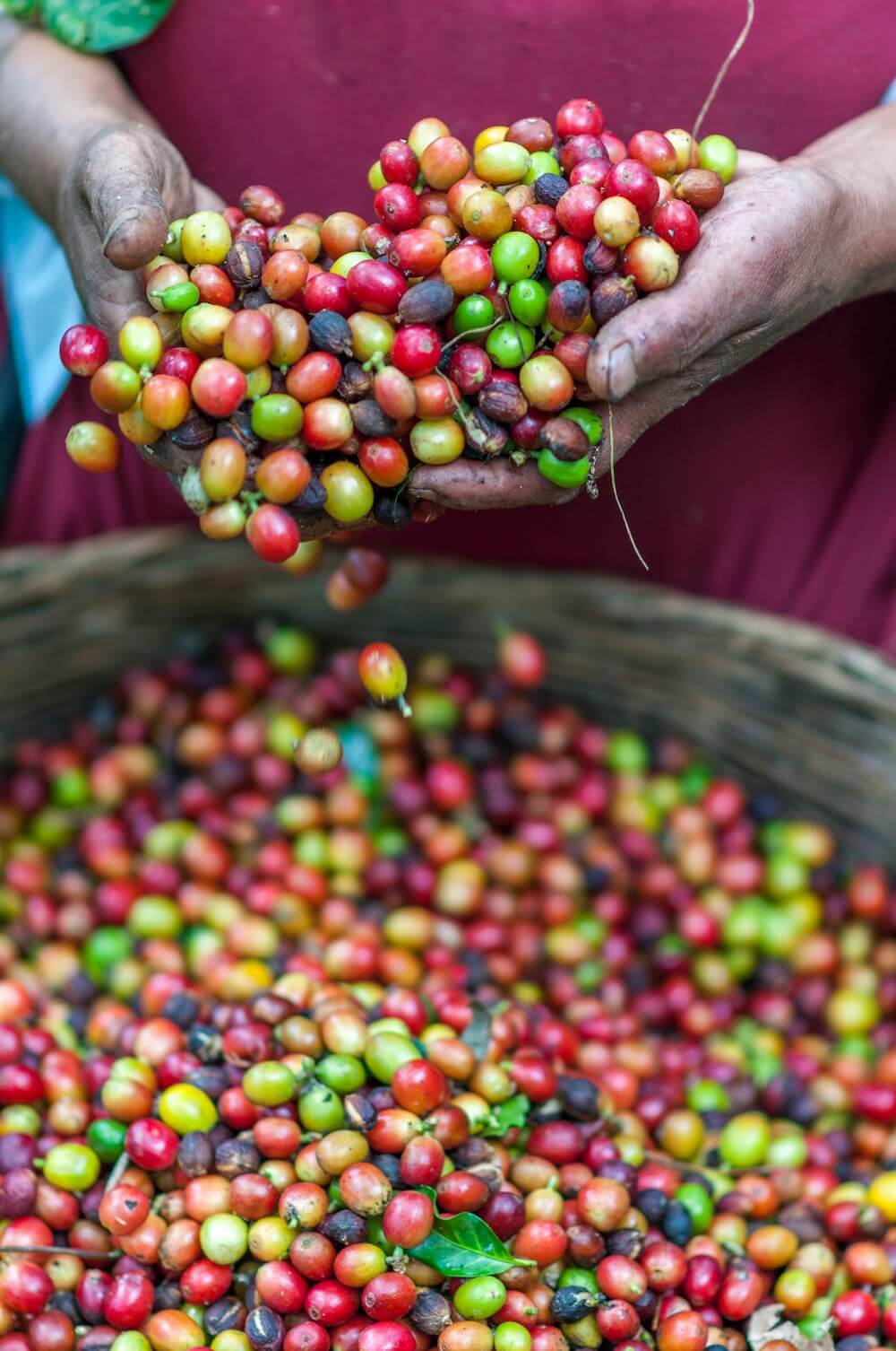 Direct Trade Kaffeebohnen nach der Ernte