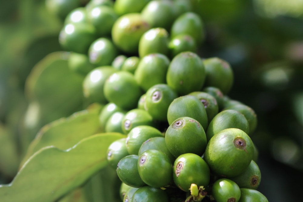 Grüne und nachhaltige Bio Kaffeekirschen an Kaffeepflanze