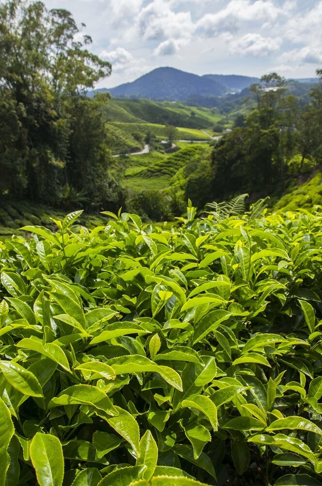 Tee Anbau Teeplantage